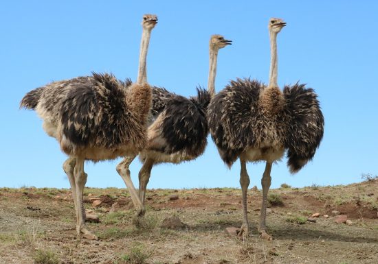 Élevage d’autruches du Kleinstuedel