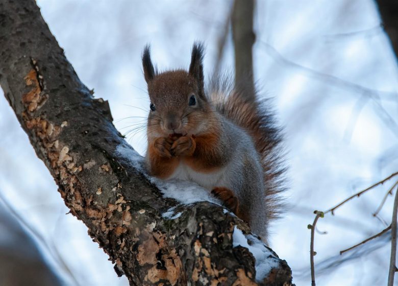 Les signatures animales