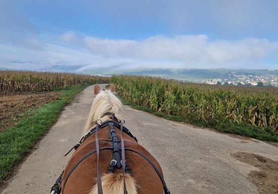 Les Attelages  des Cuirassiers