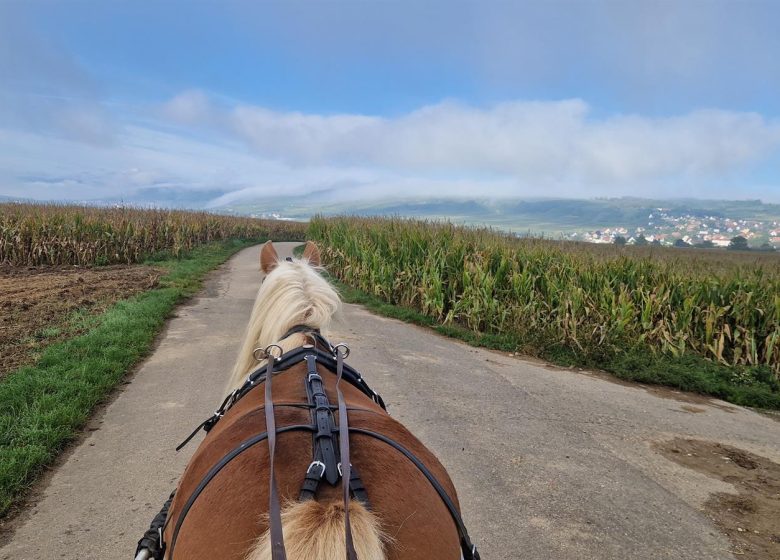 Les Attelages  des Cuirassiers