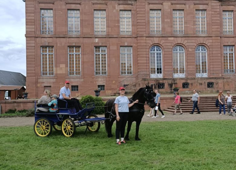 Les Attelages  des Cuirassiers