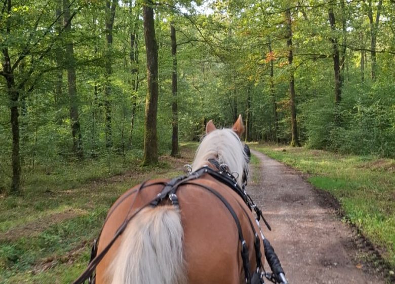 Les Attelages  des Cuirassiers