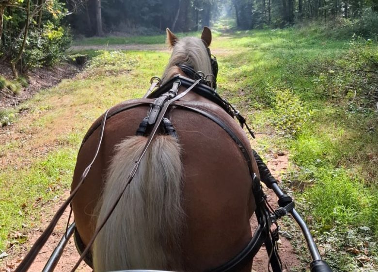 Les Attelages  des Cuirassiers