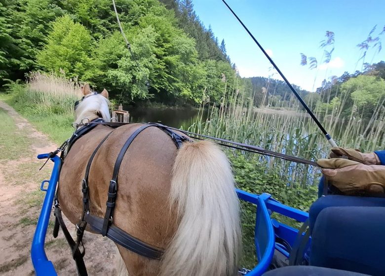 Les Attelages  des Cuirassiers