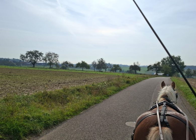 Les Attelages  des Cuirassiers