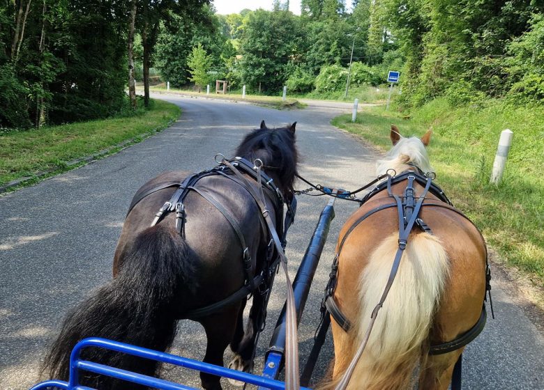 Les Attelages  des Cuirassiers