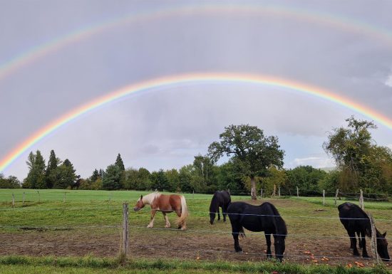 Les Attelages  des Cuirassiers