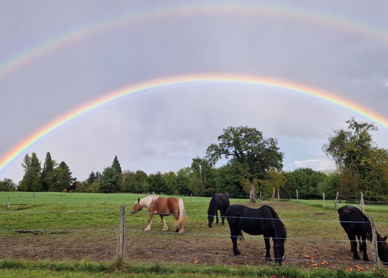 Les Attelages  des Cuirassiers