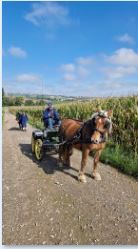 Les Attelages  des Cuirassiers