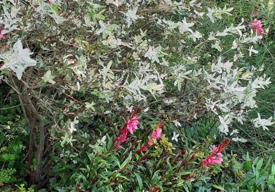 Le Jardin d&rsquo;Elisabeth et de Didier