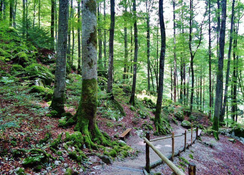 Myrtille Récréation – Nature&Patrimoine