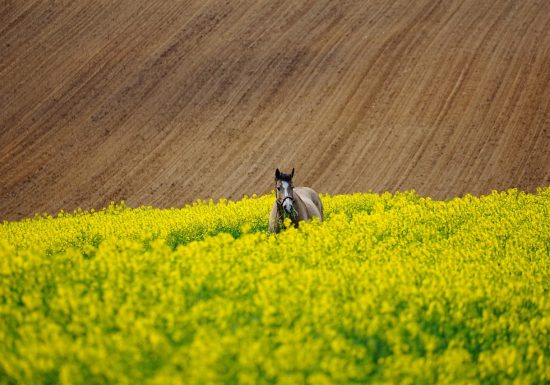 Élevage des deux Moulins
