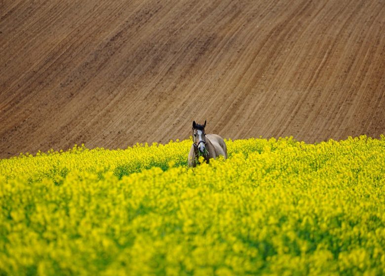 Élevage des deux Moulins