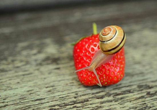Les Escargots des Vosges Du Nord