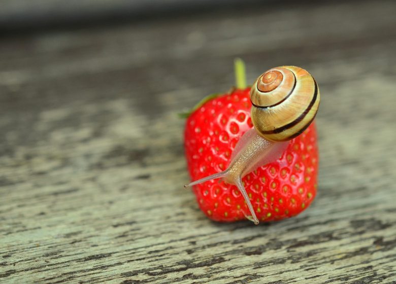 Les Escargots des Vosges Du Nord