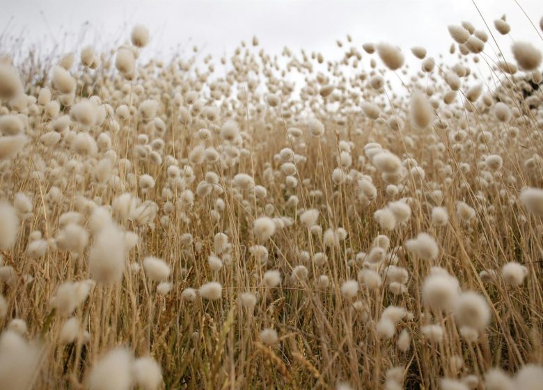 Dans la solitude des champs de coton