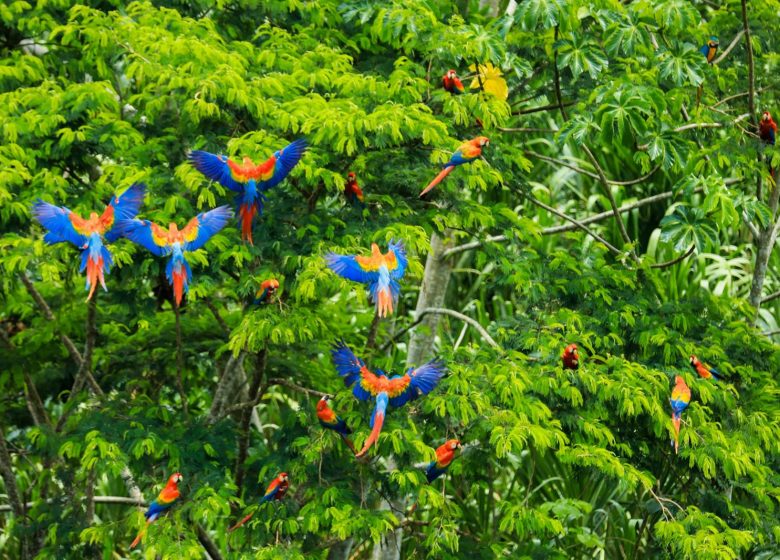 Ciné-conférence : Amazonia