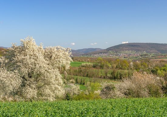 Circuit de randonnée de part et d&rsquo;autre de la Sauer