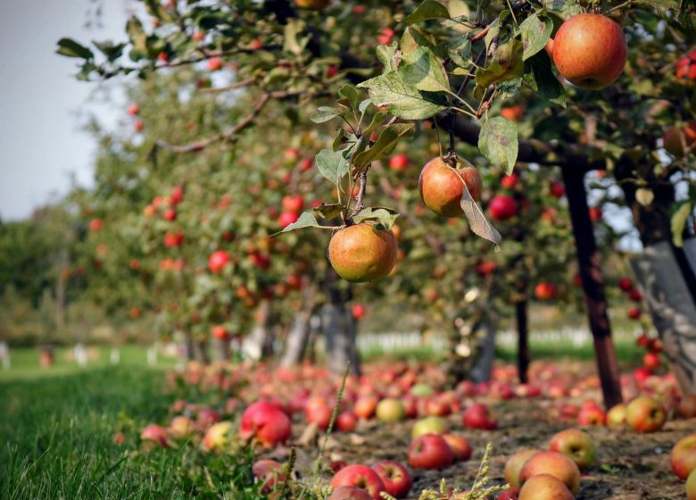 Visite du verger conservatoire de pommes anciennes