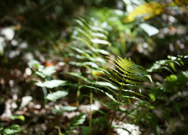 A la découverte des plantes sauvages