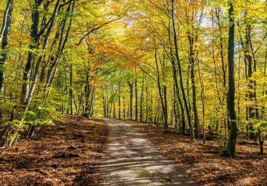 Promenade circulaire forêt de Hatten
