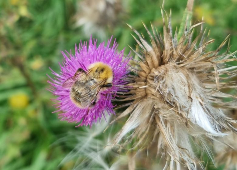 Randonnée à la découverte des plantes sauvages