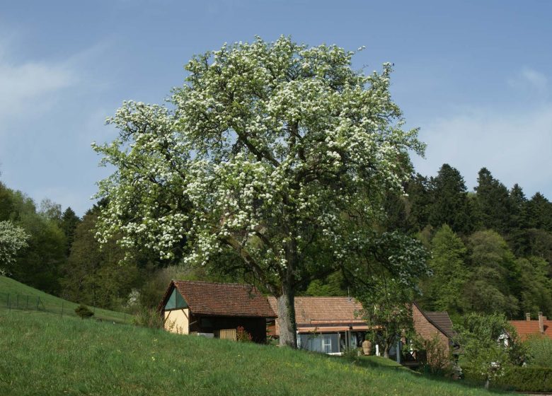 Amueblado por Mme Ranzenberger – Gîte du Windstein