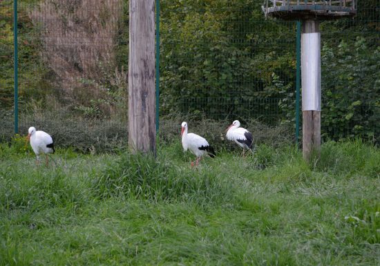 Enclos à cigognes