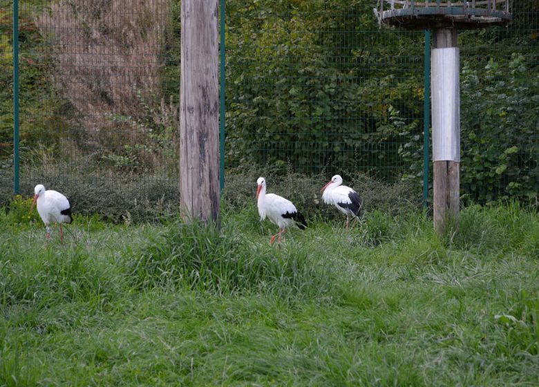 Enclos à cigognes