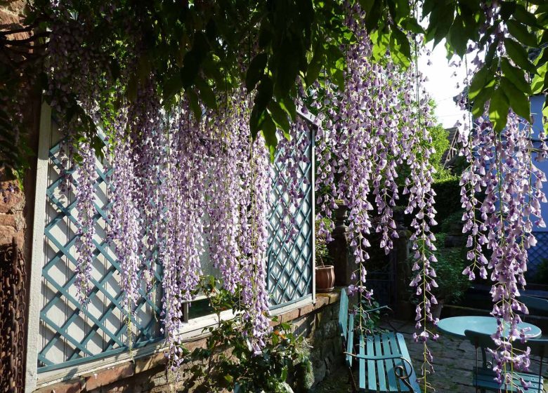 Guided tour of the Blue Farm Gardens
