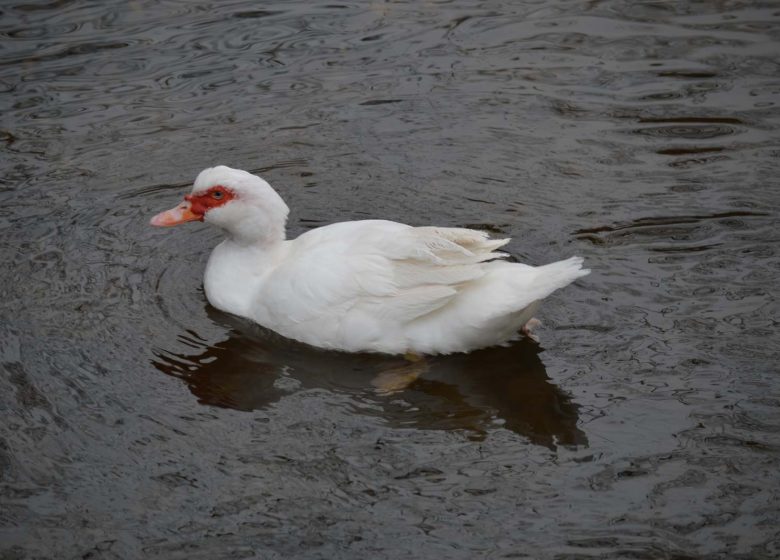 Plan d’eau – Réserve naturelle